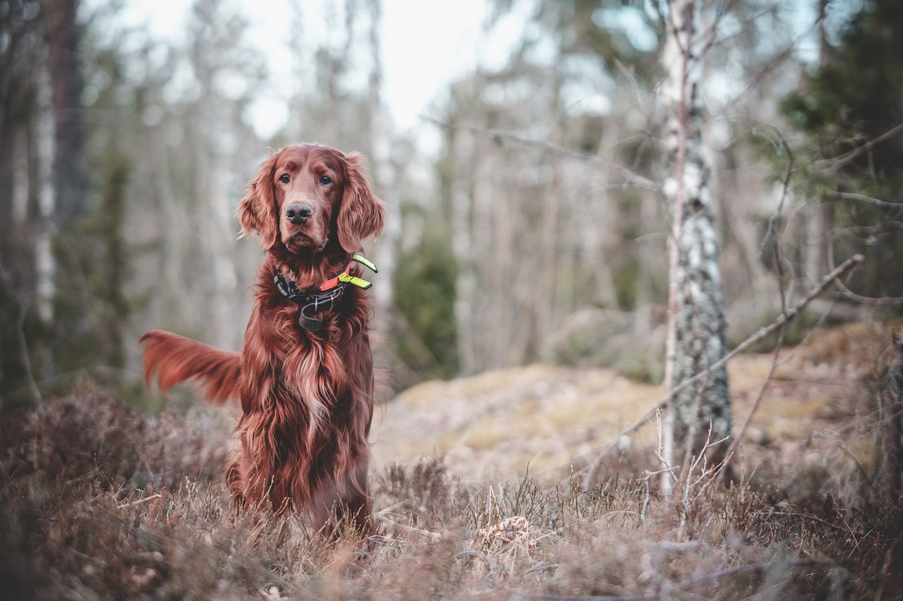 How to Train Your Dog to Perform Agility